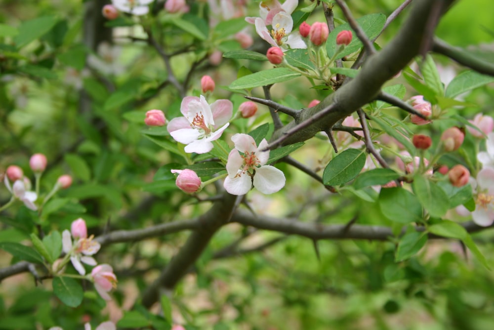 white and pink cherry blossom in bloom during daytime