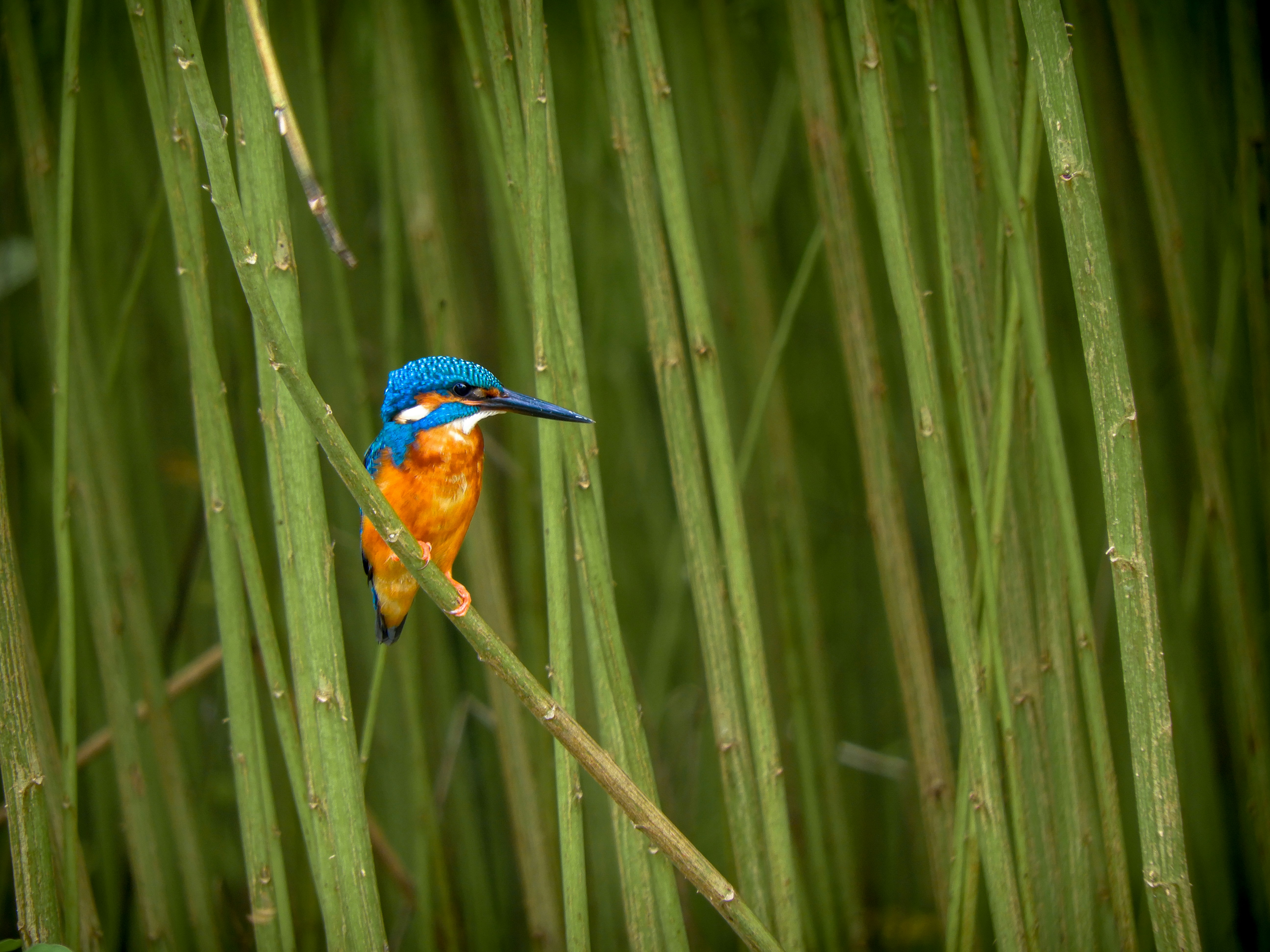 blue and brown bird on brown tree branch