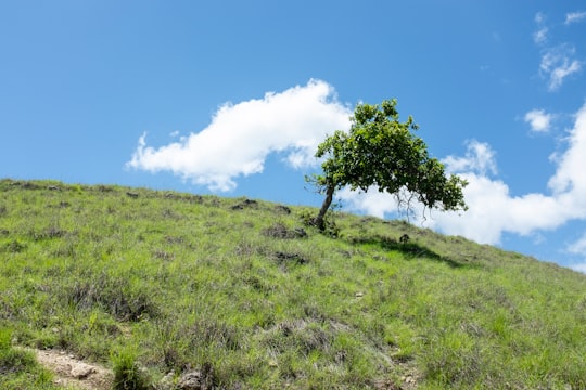 green grass field with green tree under blue sky during daytime in Flores Indonesia