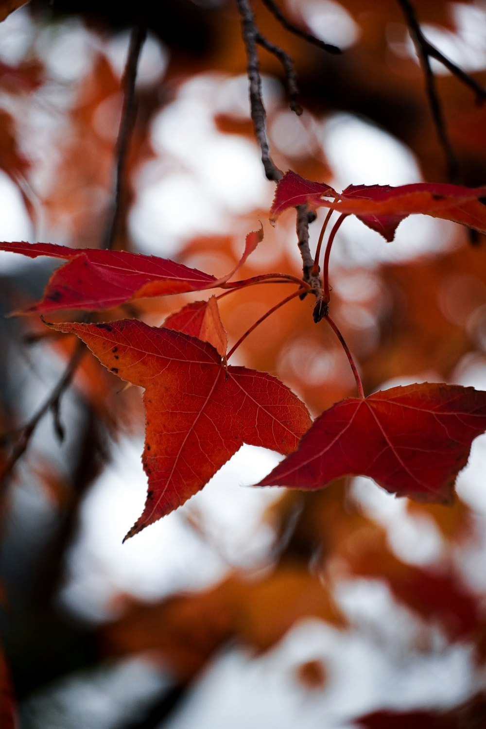 brown maple leaf in close up photography