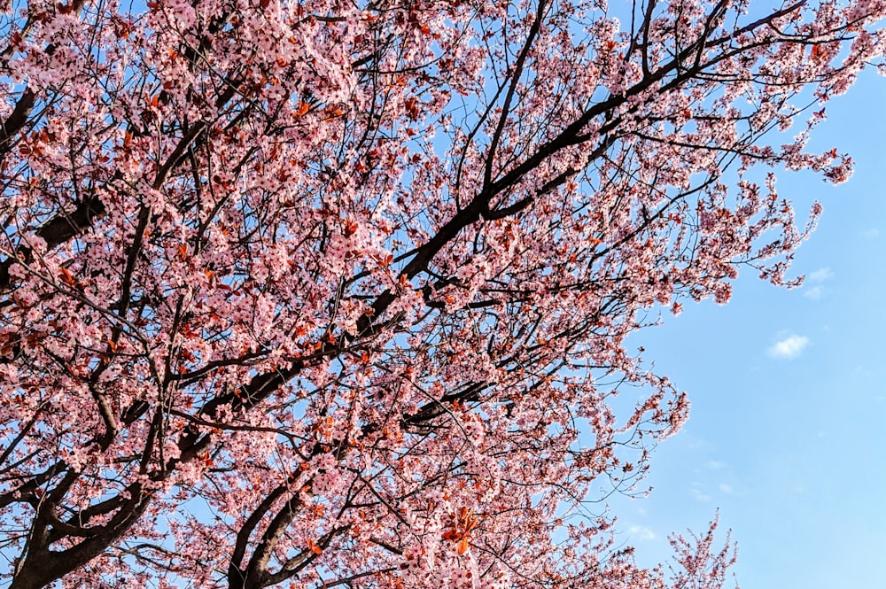 pink cherry blossom tree under blue sky during daytime