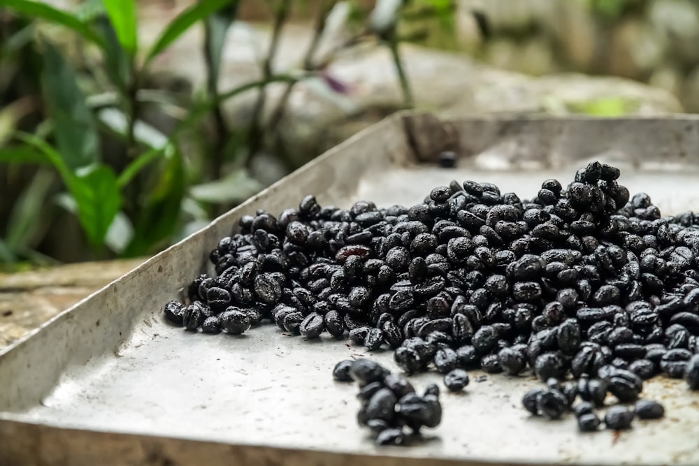 black berries on white ceramic tray