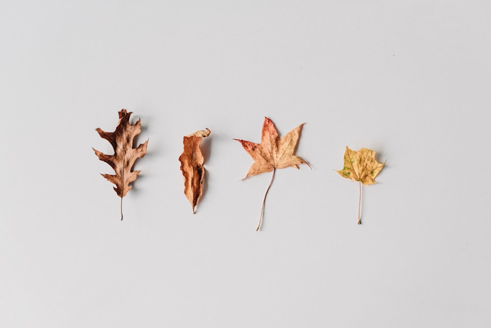 feuilles brunes sur surface blanche