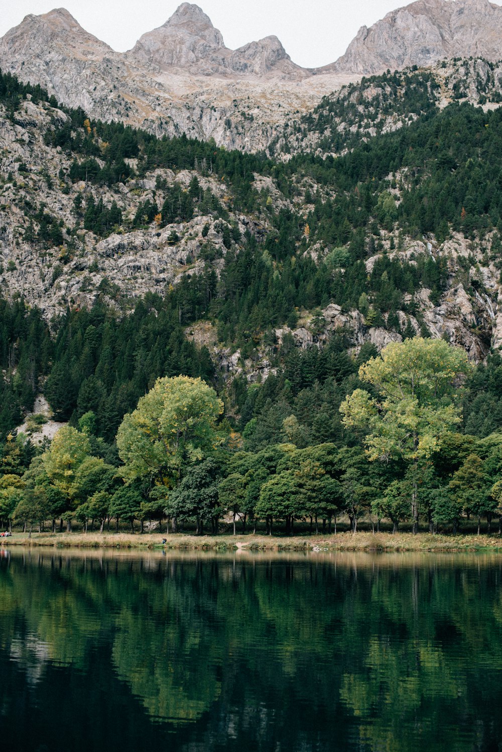 green trees near lake during daytime