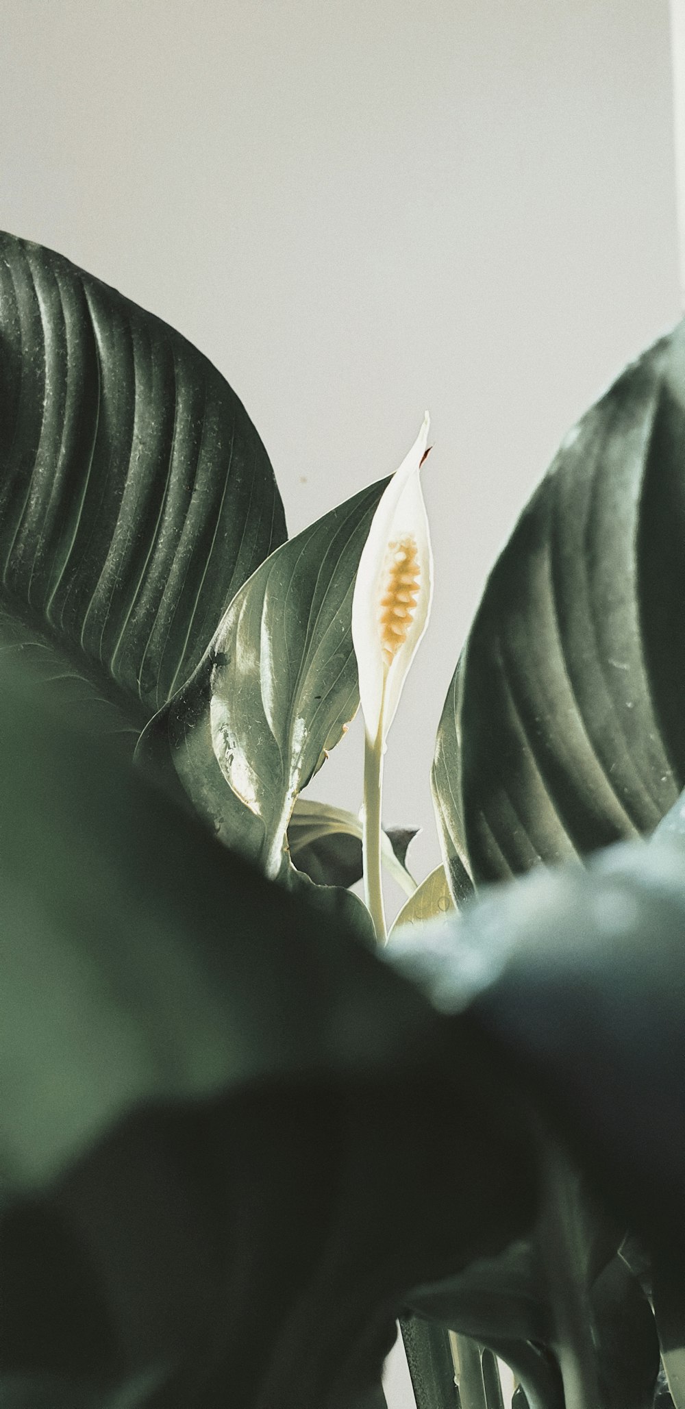 white flower bud in close up photography