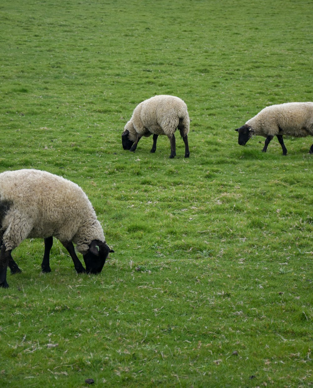 white sheep on green grass field during daytime