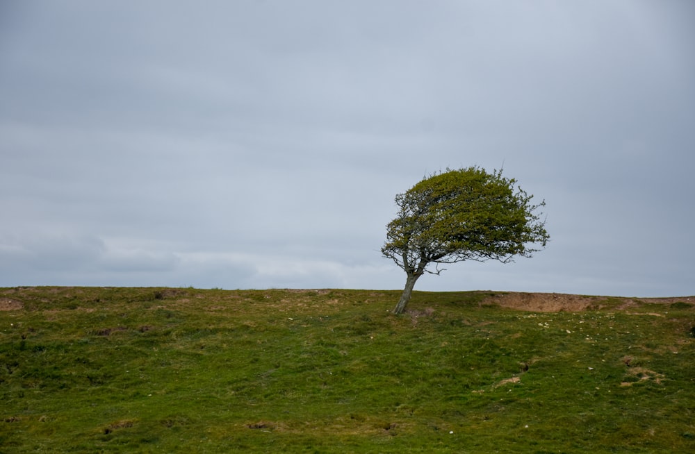 green tree on green grass field under white sky during daytime