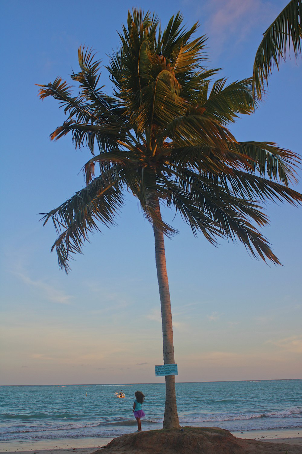 palm tree under blue sky during daytime