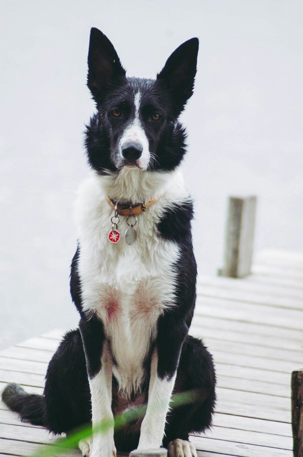 black and white border collie mix