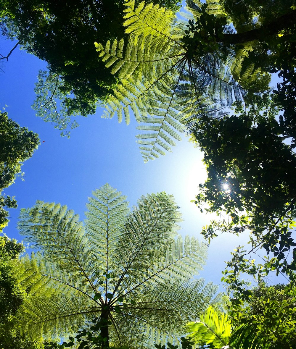 Grüne Blattbäume unter blauem Himmel tagsüber