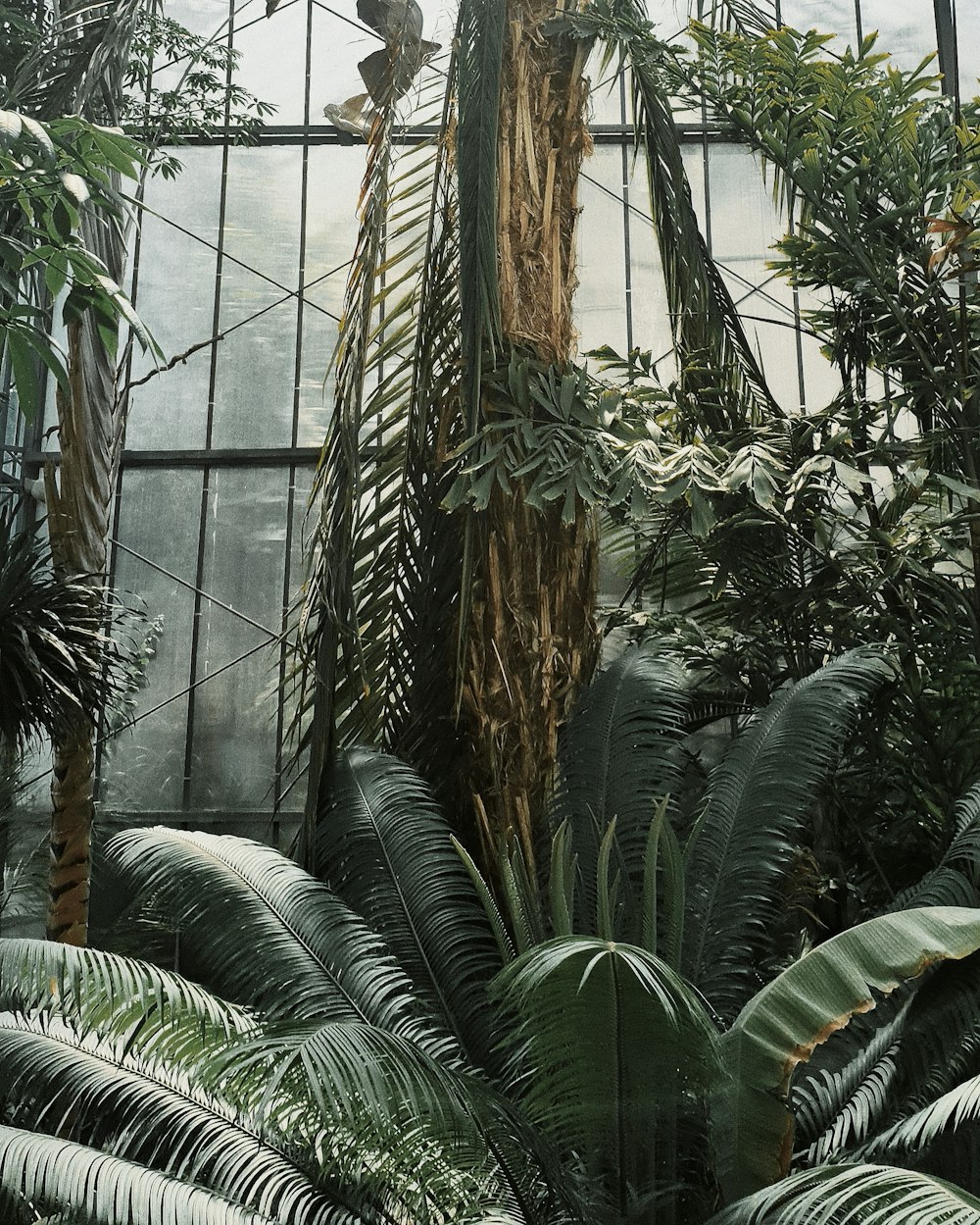 green palm plant inside greenhouse
