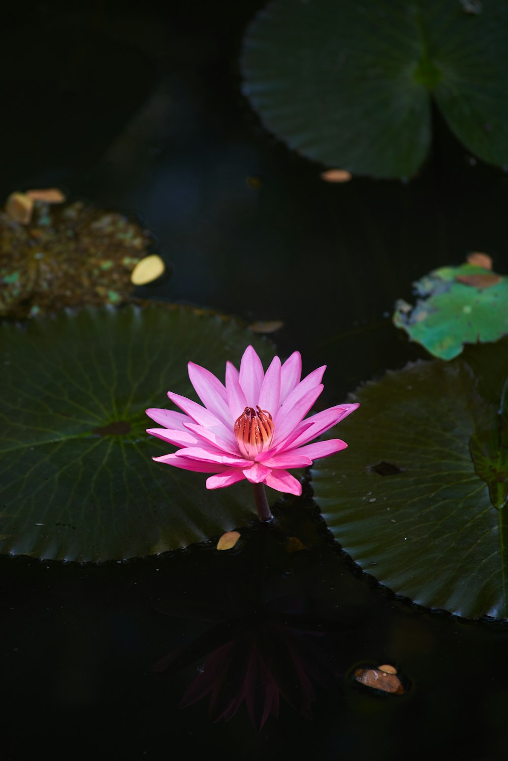 pink lotus flower on water