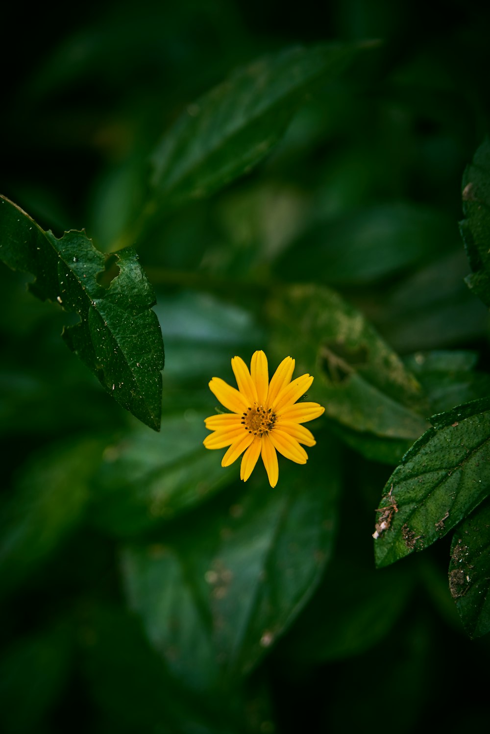 yellow flower with green leaves