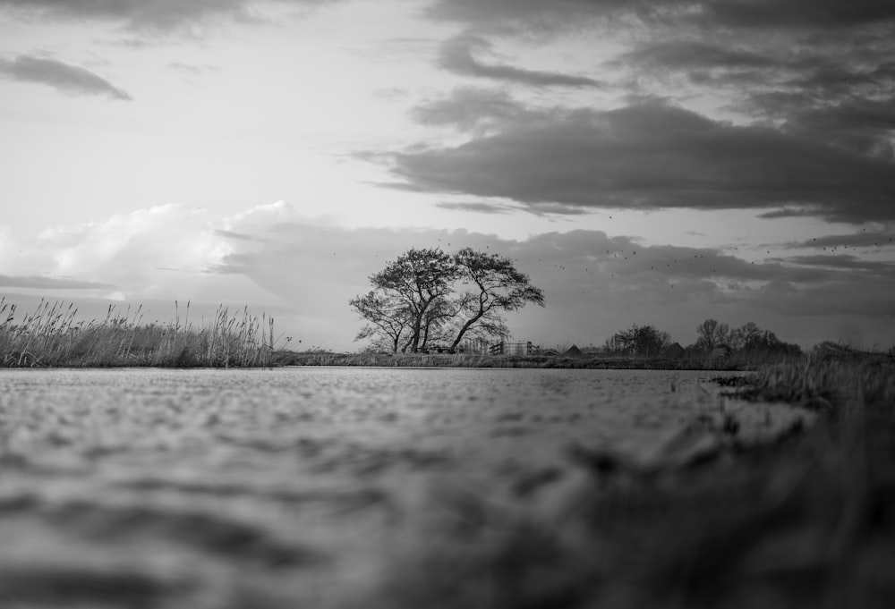 grayscale photo of leafless tree