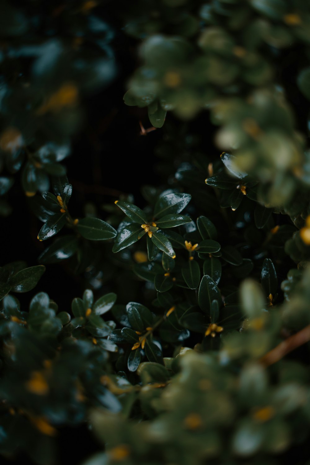 green leaves in tilt shift lens