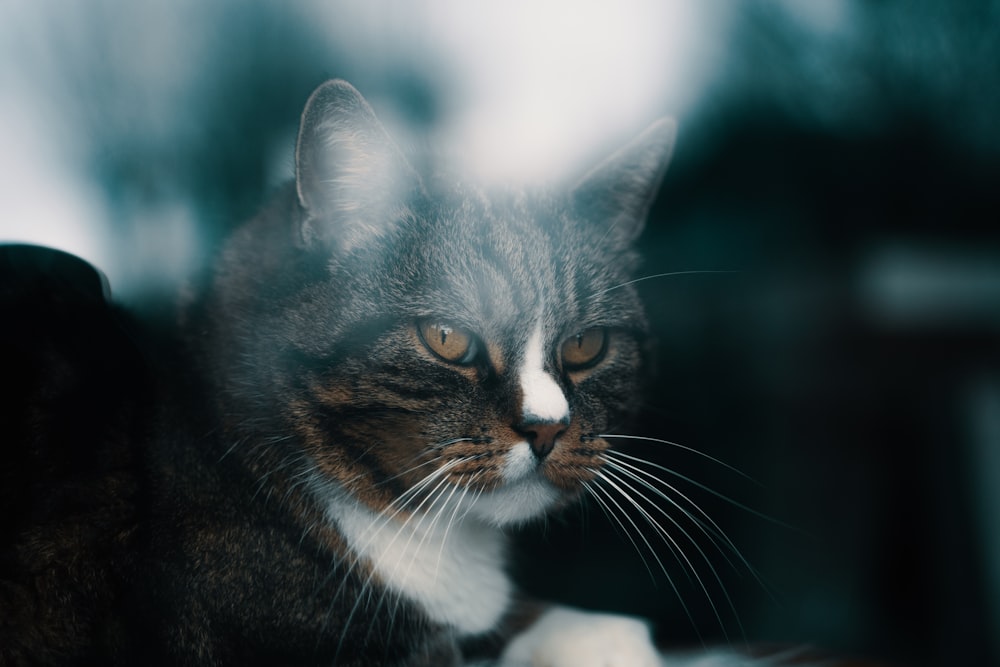 black and white cat on white textile