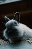 white and black rabbit on brown wooden table