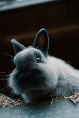 white and black rabbit on brown wooden table