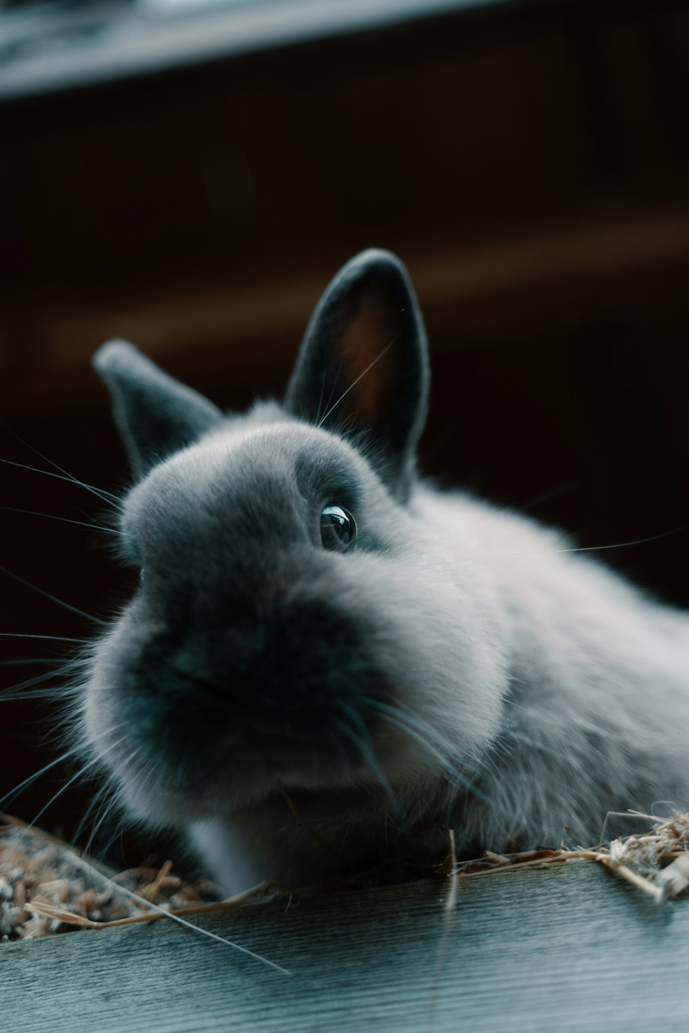 white and black rabbit on brown wooden table