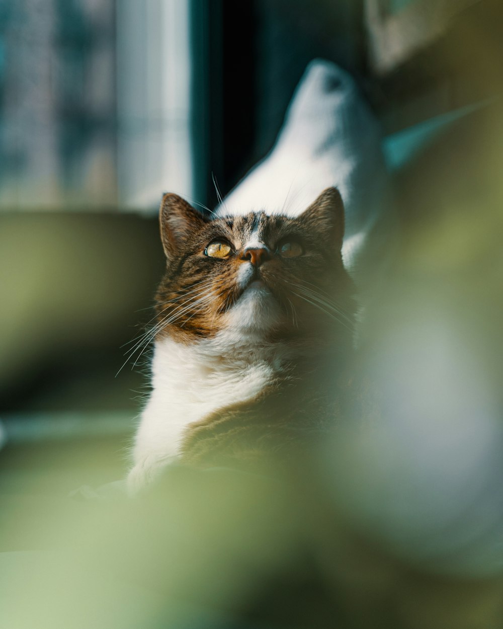 white and brown cat on white textile