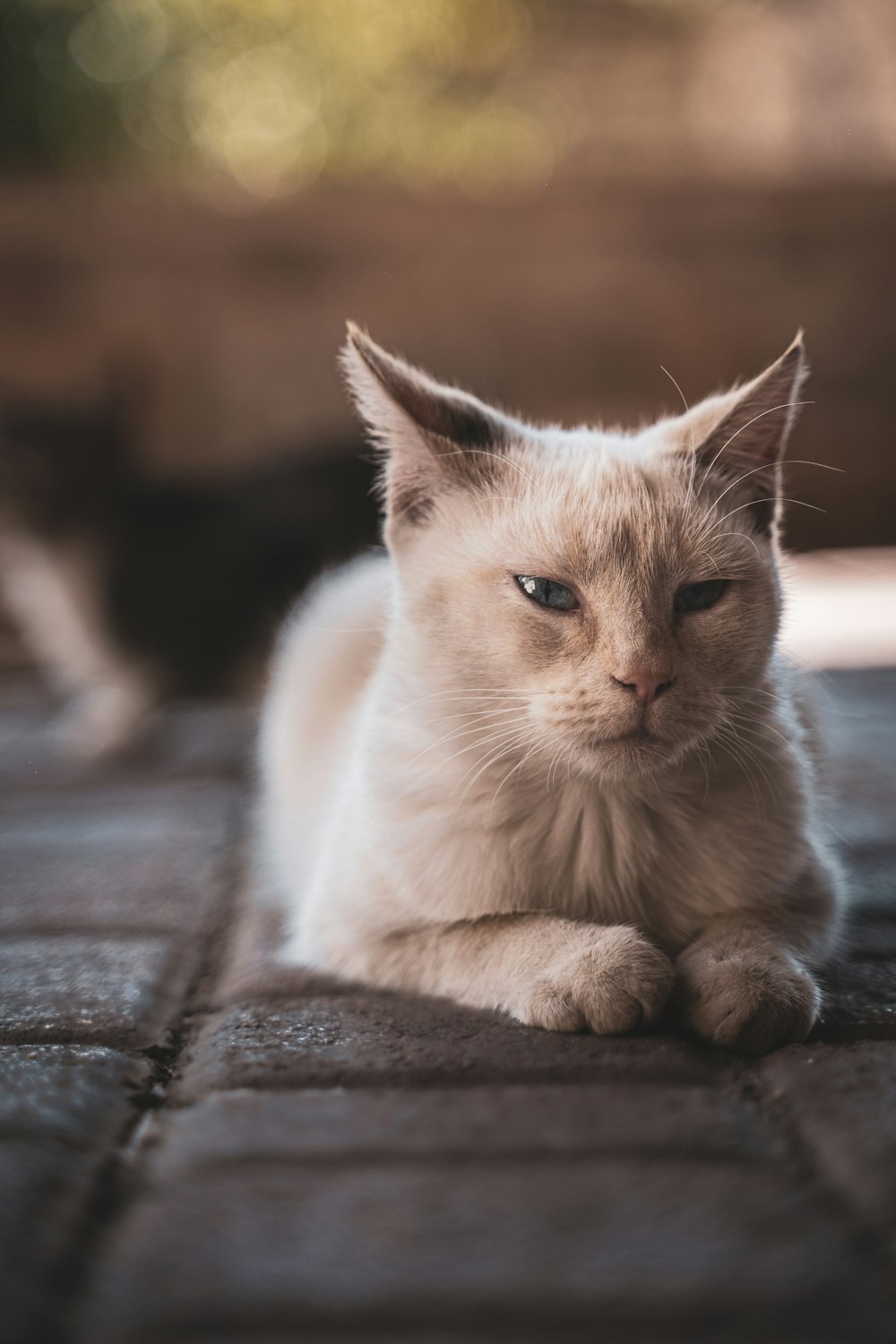 chat blanc sur surface en bois brun