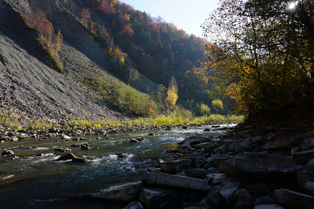 river in between green trees and mountain during daytime