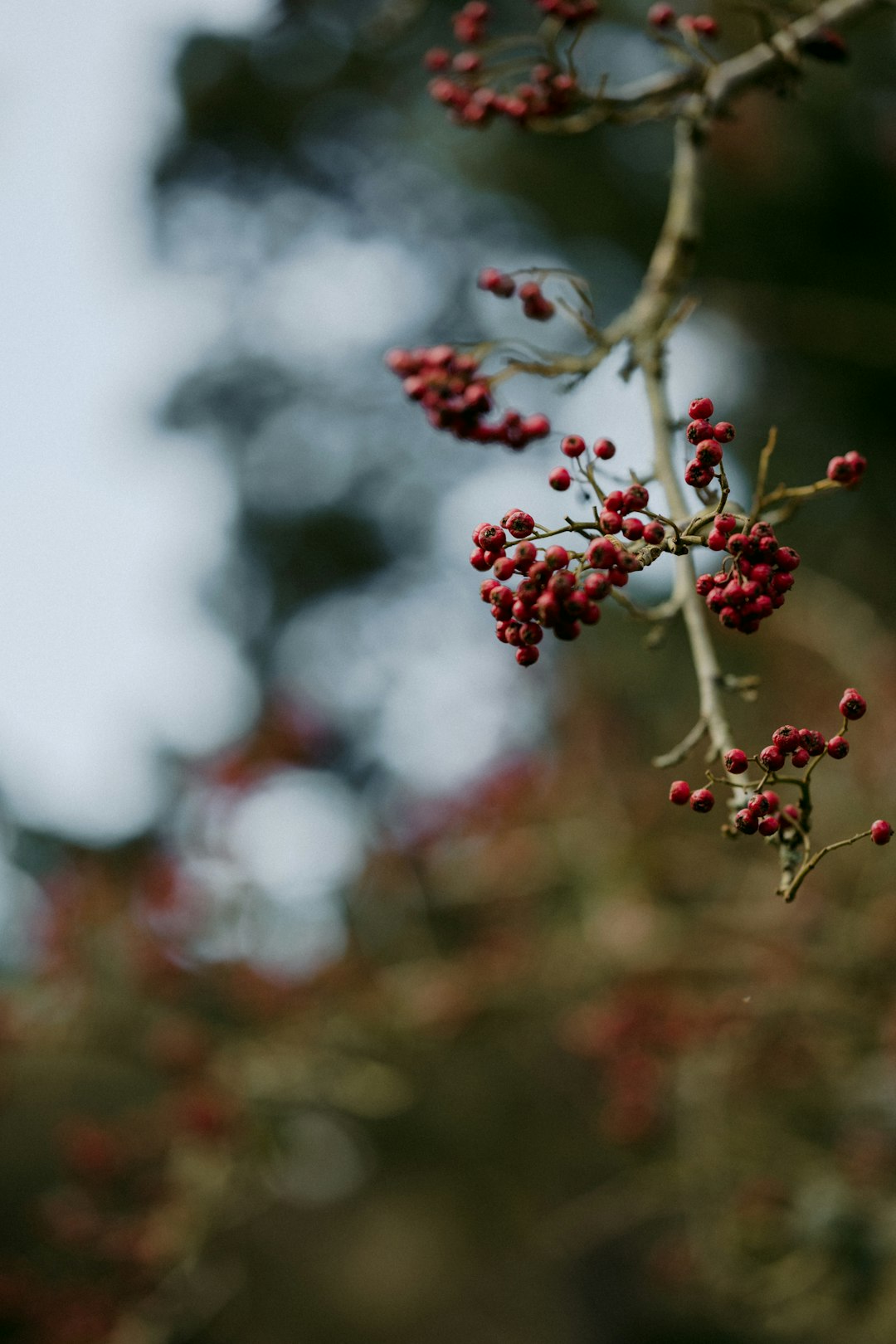 red and white flower in tilt shift lens