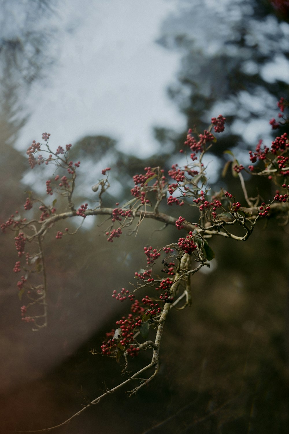 red and green leaf tree