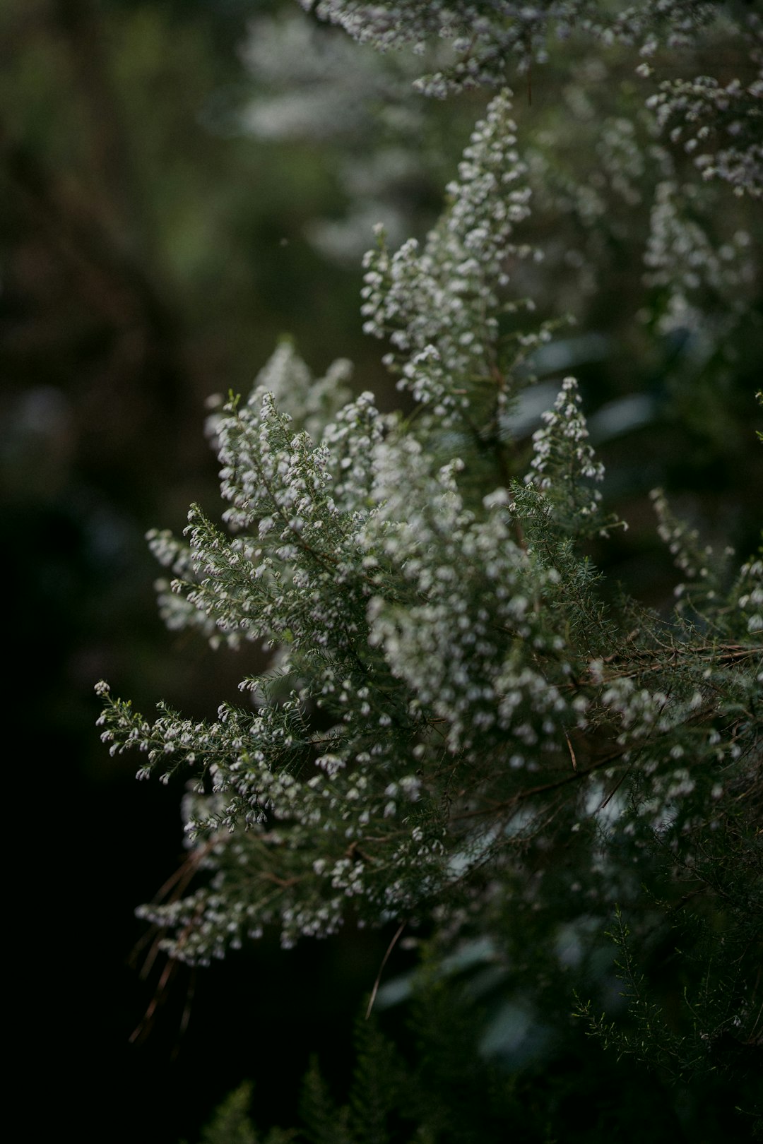 white and green plant in close up photography