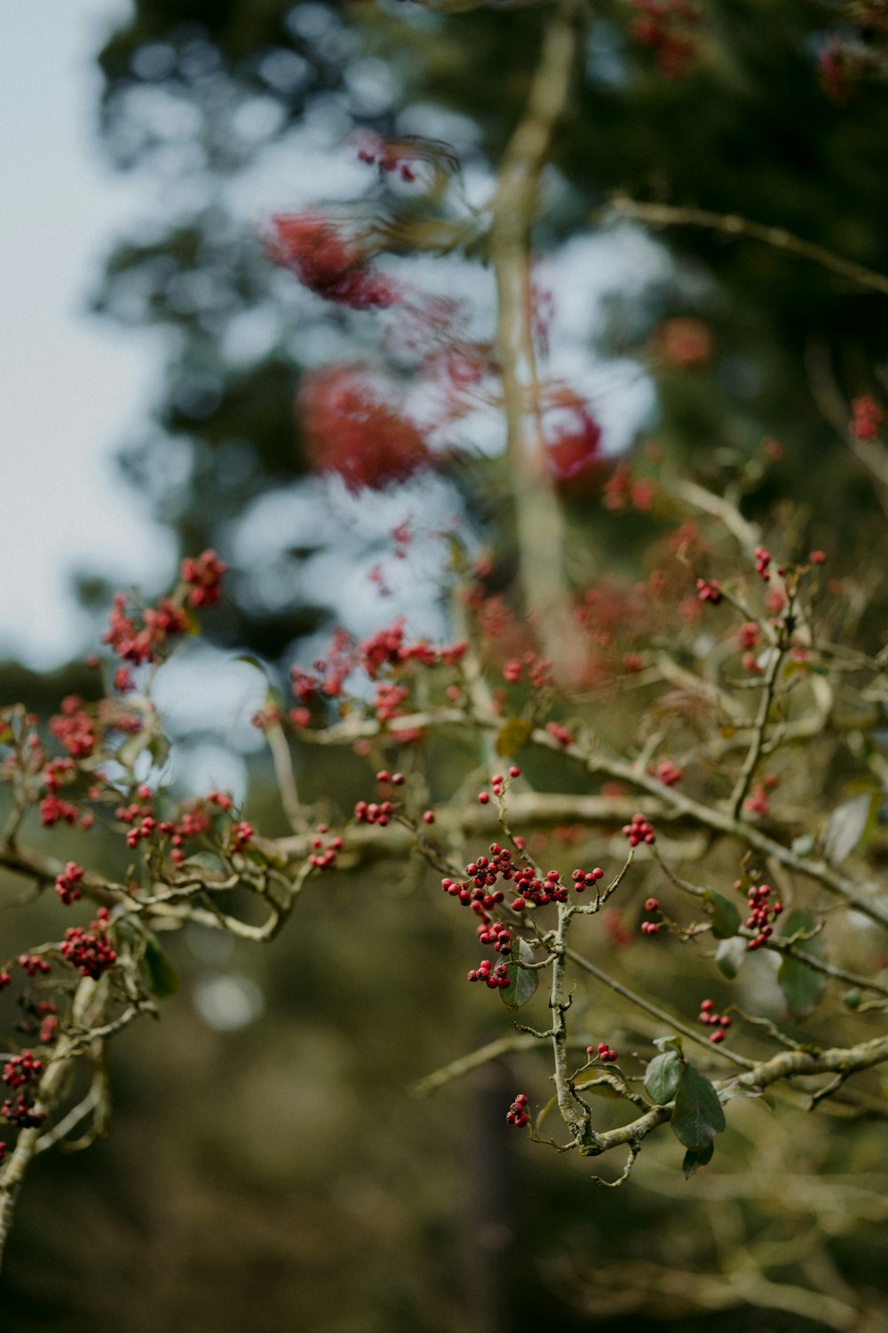 red and green leaf tree