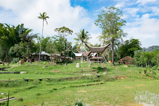 brown wooden house surrounded by green grass field during daytime in Toraja Utara Indonesia