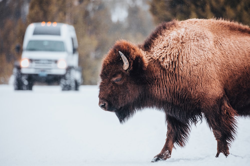 brown bison on snow covered ground during daytime