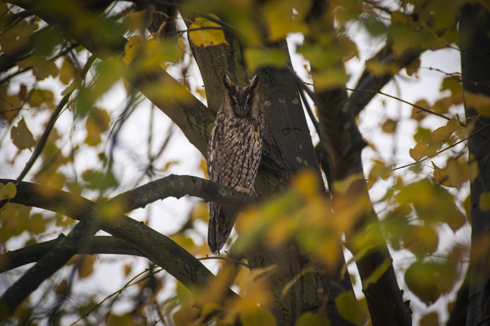 brown and white bird on tree branch during daytime