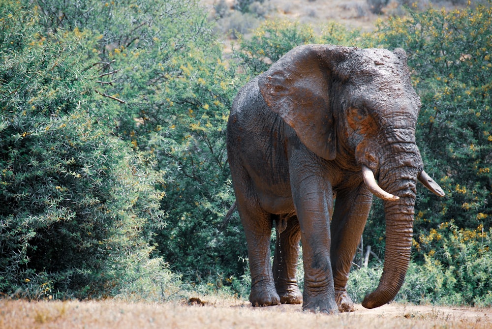 elephant walking on dirt road near green trees during daytime