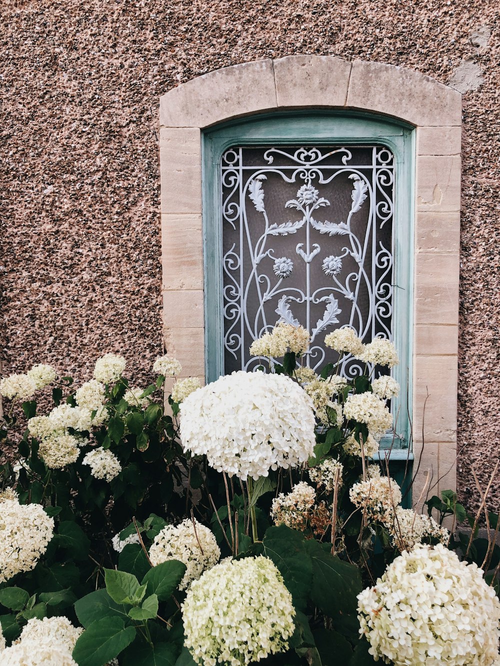 fleurs blanches sur mur de briques brunes