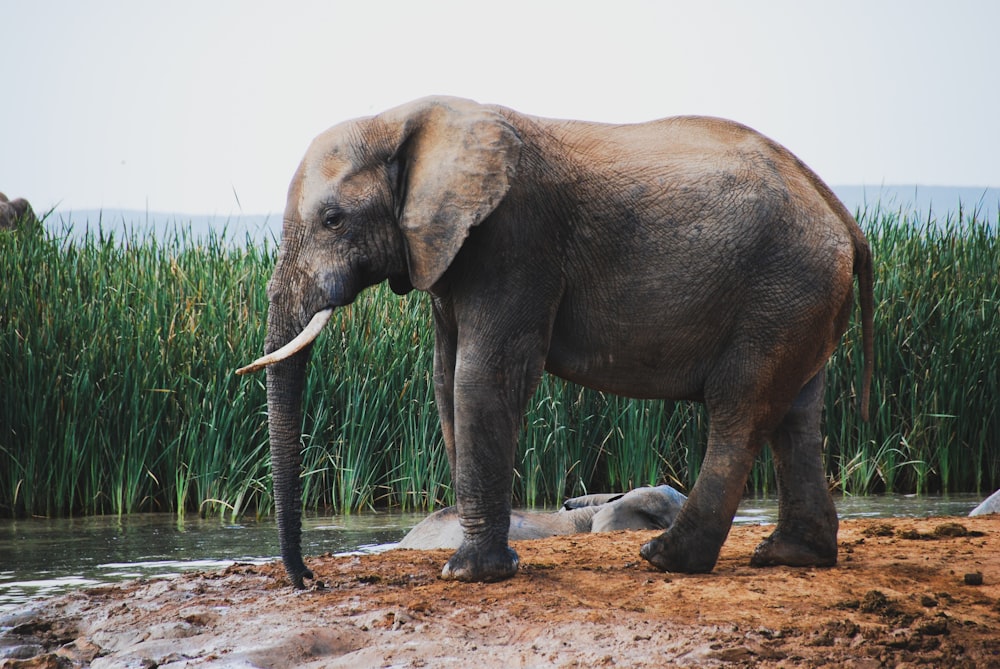 brown elephant walking on snow covered ground during daytime