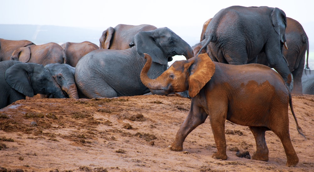 2 elephants walking on brown sand during daytime