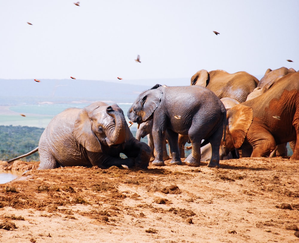 group of elephant on brown sand during daytime