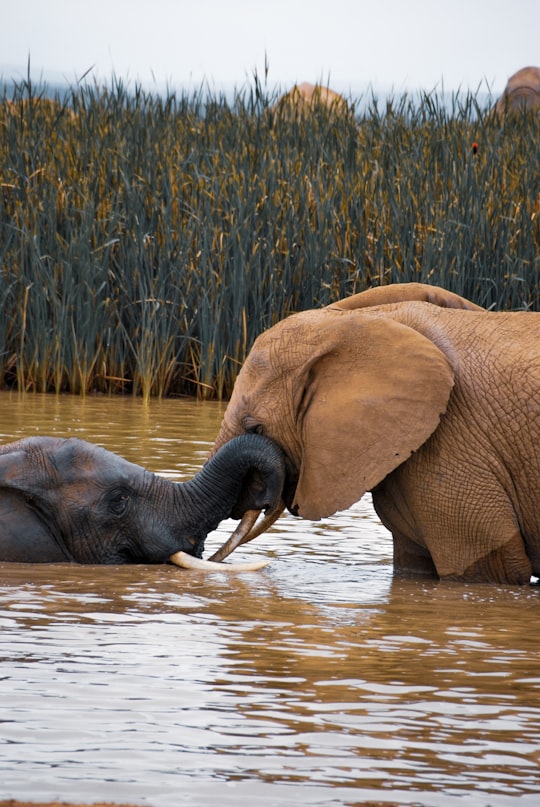 elephant on body of water during daytime in Addo South Africa