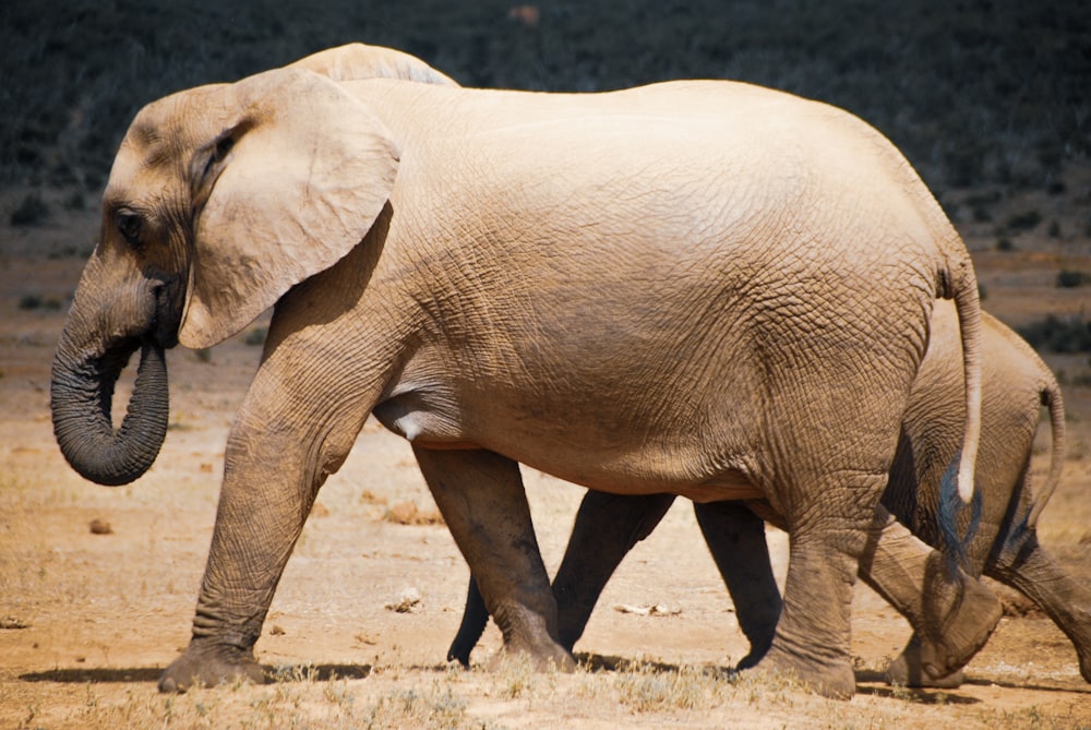 elephant walking on brown dirt during daytime