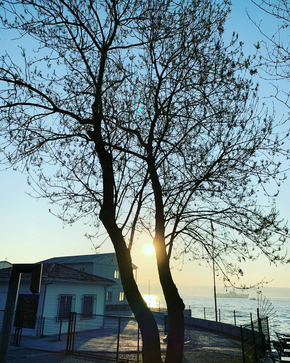 bare tree near body of water during daytime