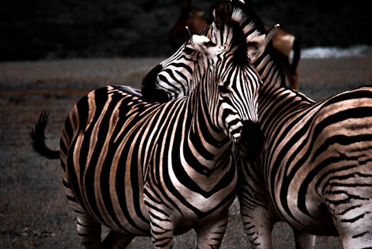 black and white zebra animal in Addo South Africa