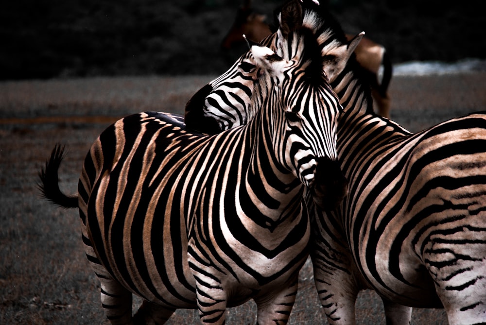 animal zebra preto e branco