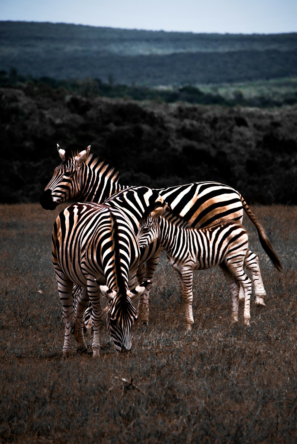 black and white zebra walking on brown field during daytime