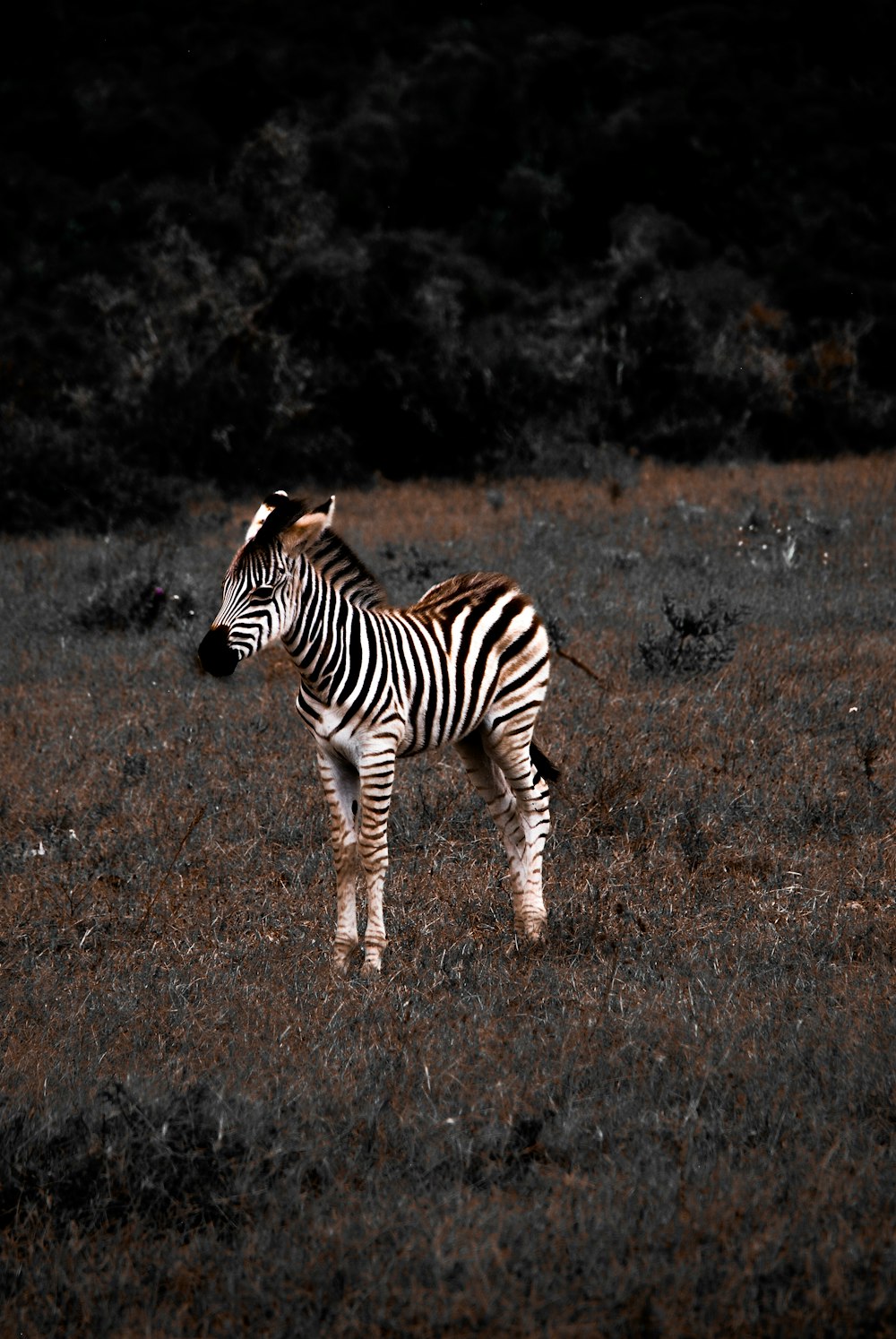 zebra walking on brown grass field during daytime