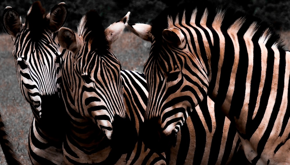 Zebra steht tagsüber auf braunem Boden