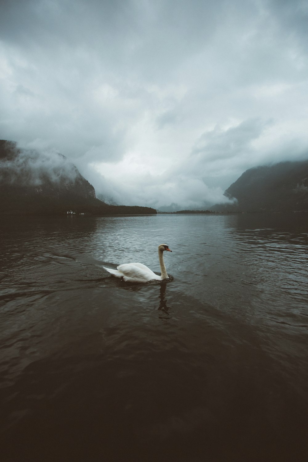 Cisne blanco en el cuerpo de agua durante el día