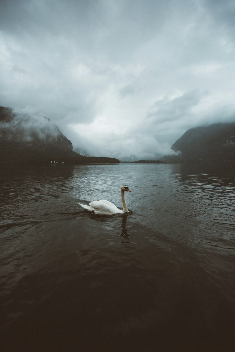 white swan on body of water during daytime