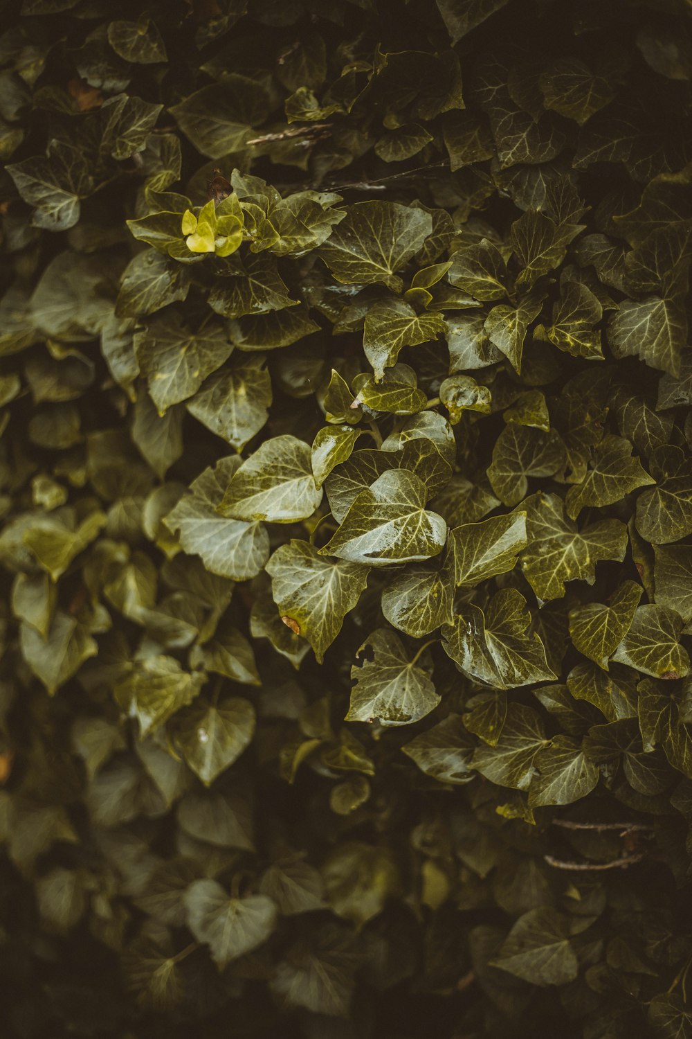 yellow and green leaves in close up photography