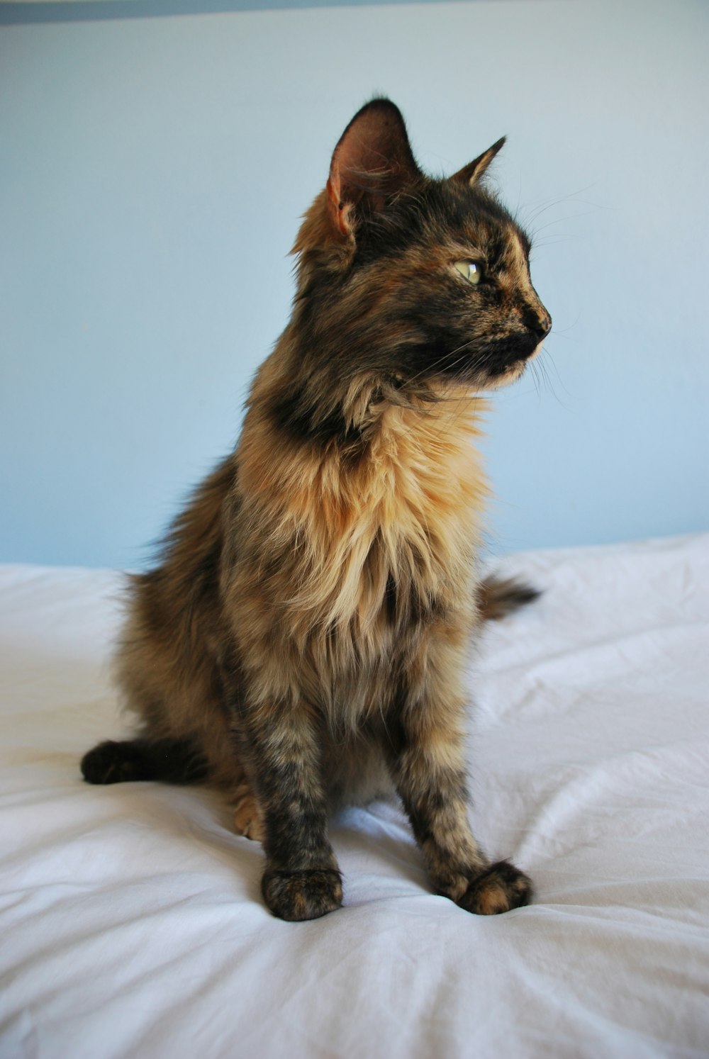 brown and black long fur cat on white textile